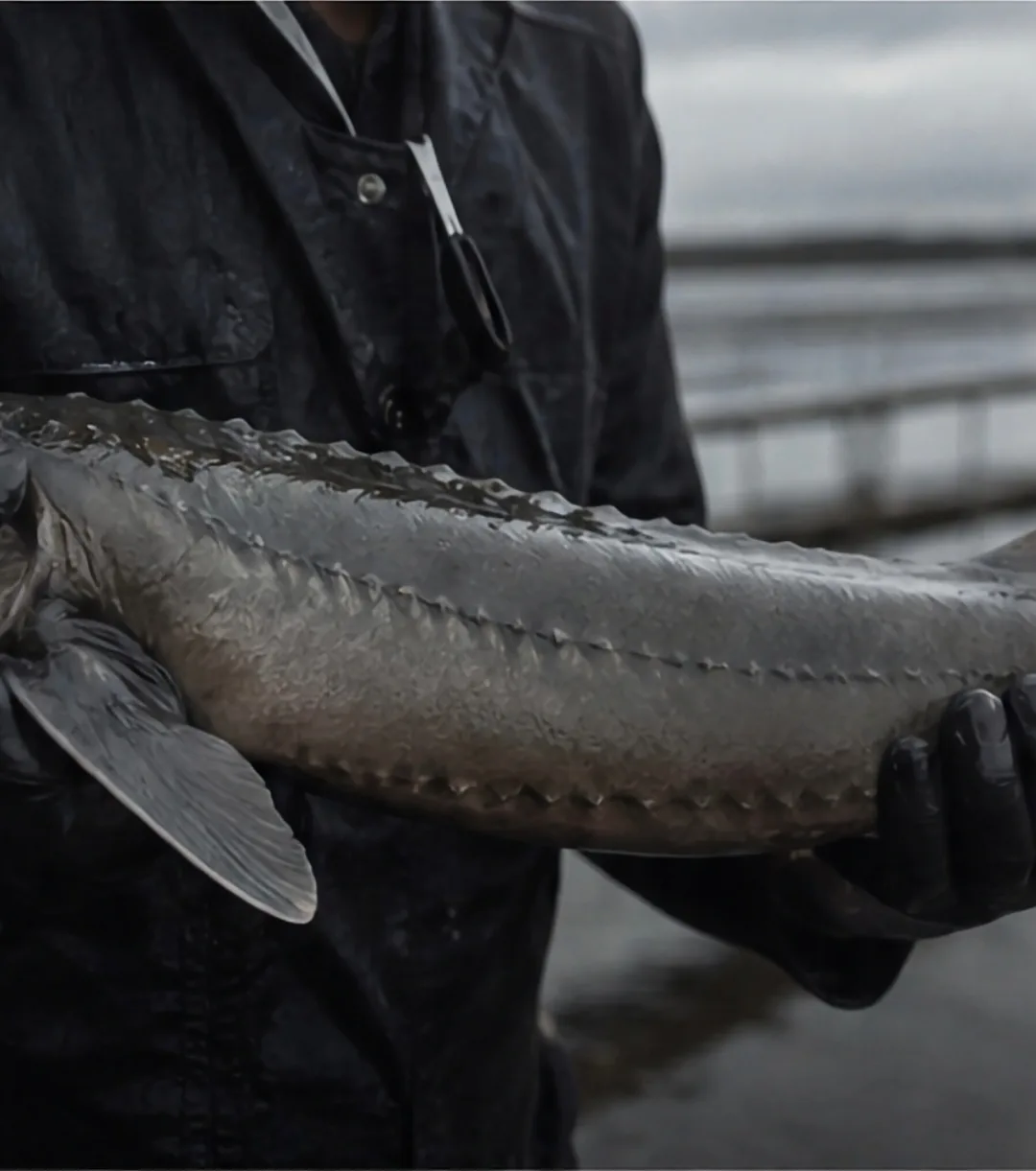 A figure in black rain gear holding a large sturgeon