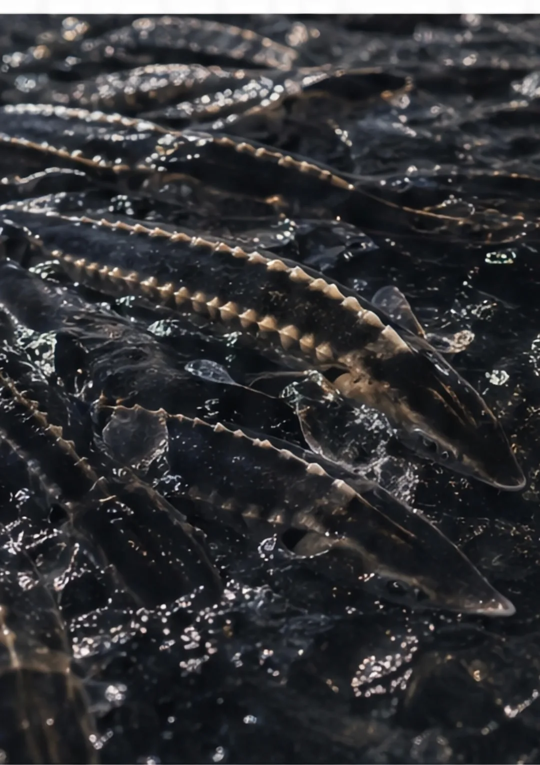 Sturgeon fish arranged on a bed of crushed ice